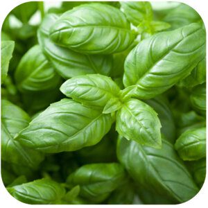 Basil Essential Oil
