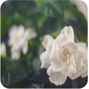 Birds of Paradise Fragrance Oil