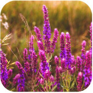 clary sage