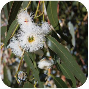 eucalytus