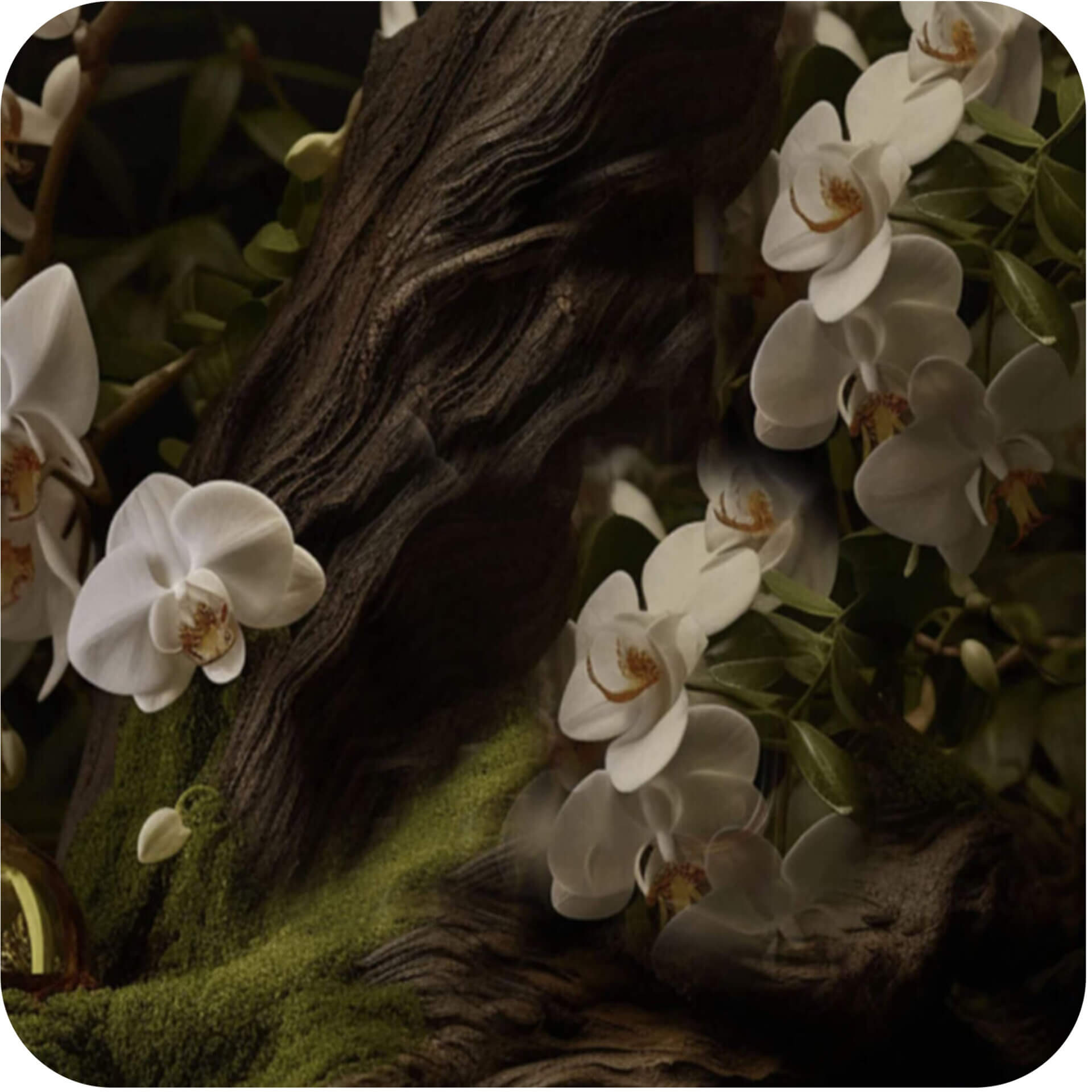 Exotic Oud Wood Fragrance Oil