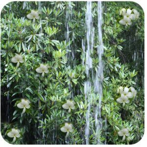 AFRICAN RAIN FRAGRANCE OIL