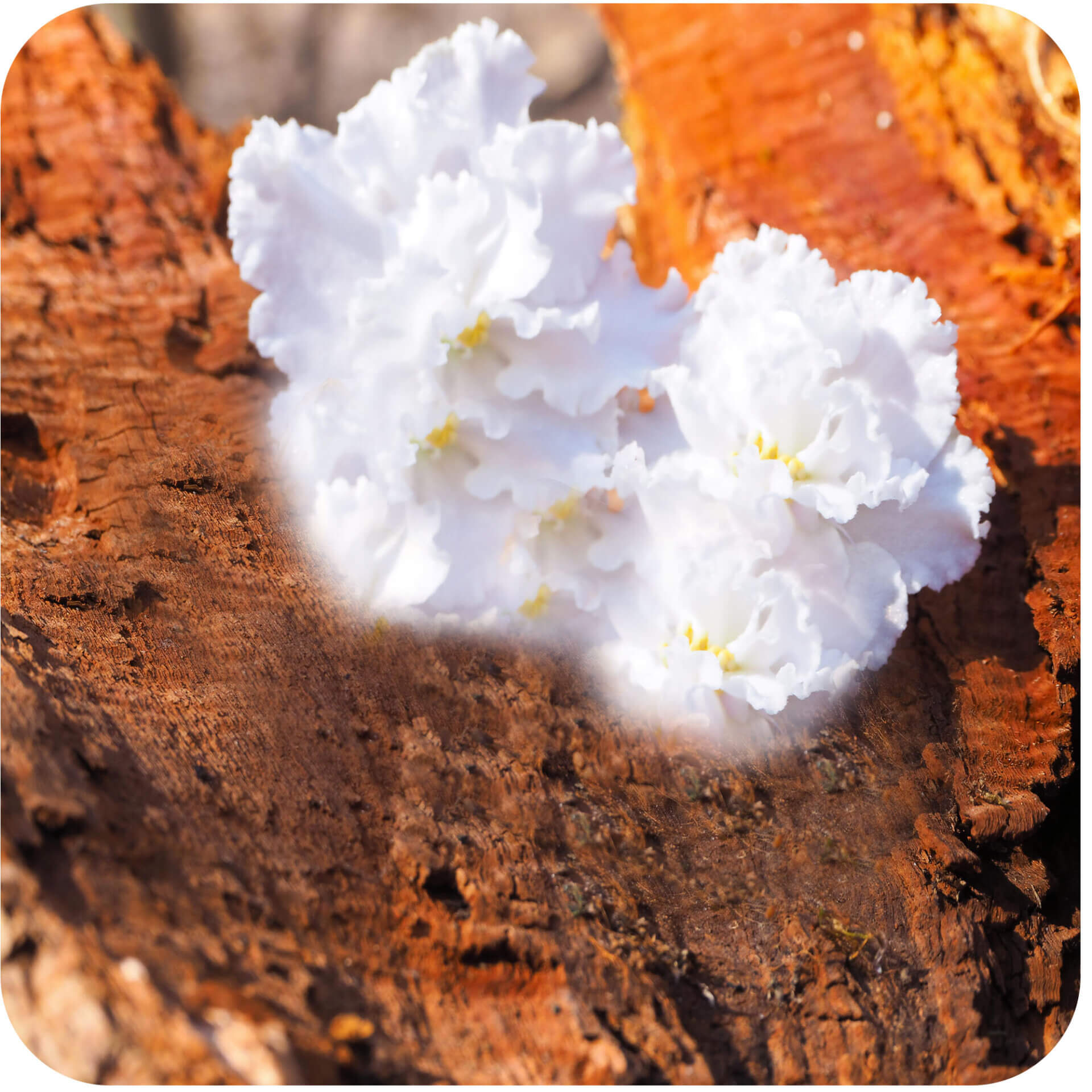 ARABIAN SANDALWOOD FRAGRANCE OIL