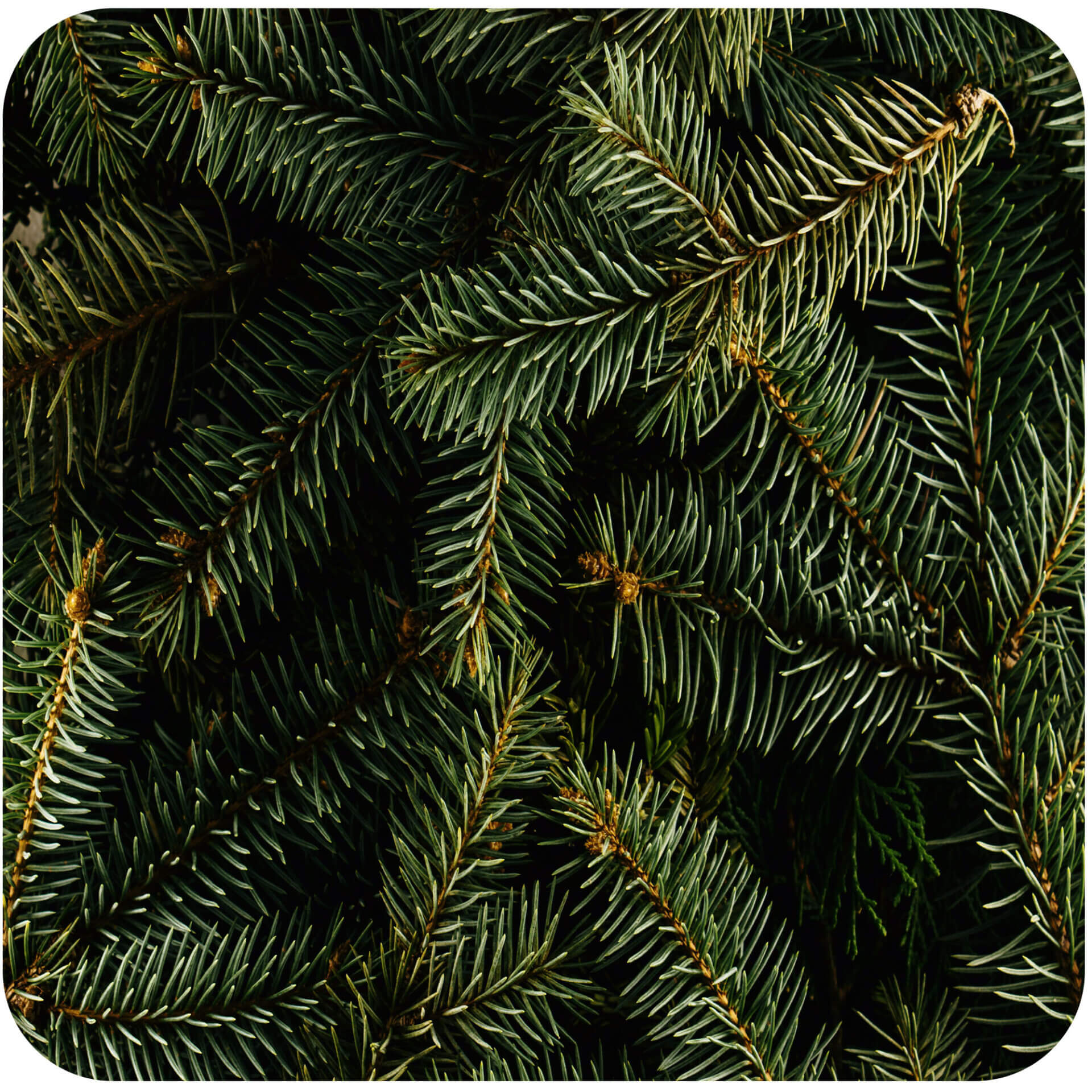 Balsam Fir Fragrance Oil