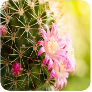 Cactus Flower Fragrance Oil