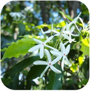 neroli