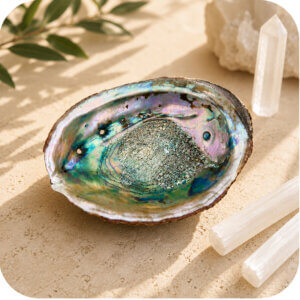 Abalone Sage Shell