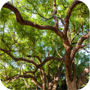camphor essential oil