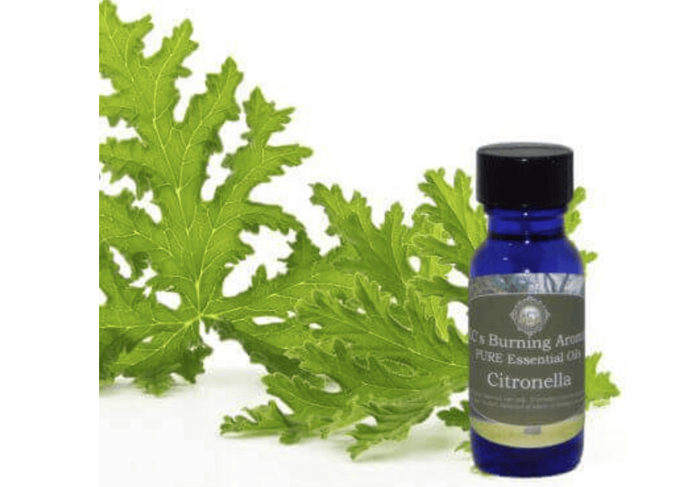 citronella essential oil