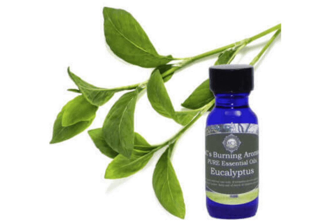 eucalyptus