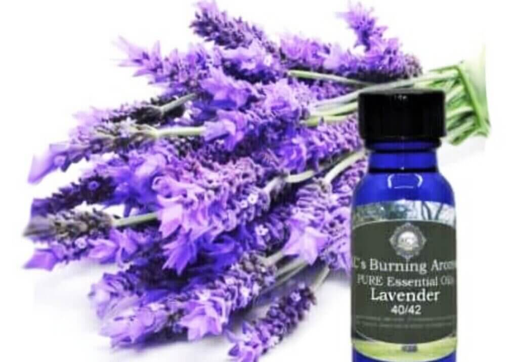 lavender 4