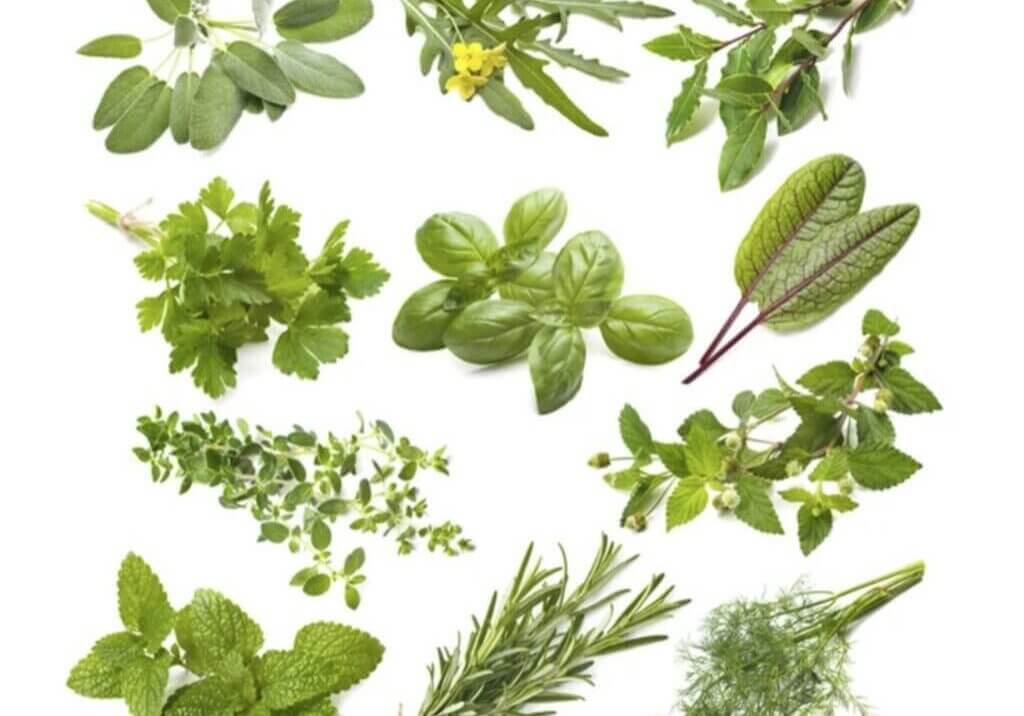 sweet marjoram